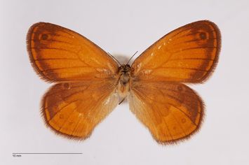 Vorschaubild Coenonympha arcania ab. saturate Bubacek, 1923